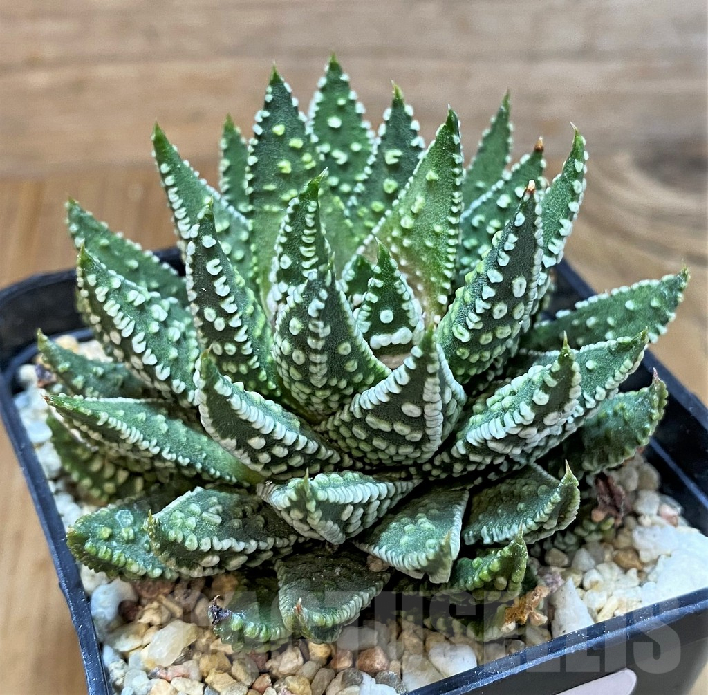 SH8282 Haworthia pumila 'Donut', compact form