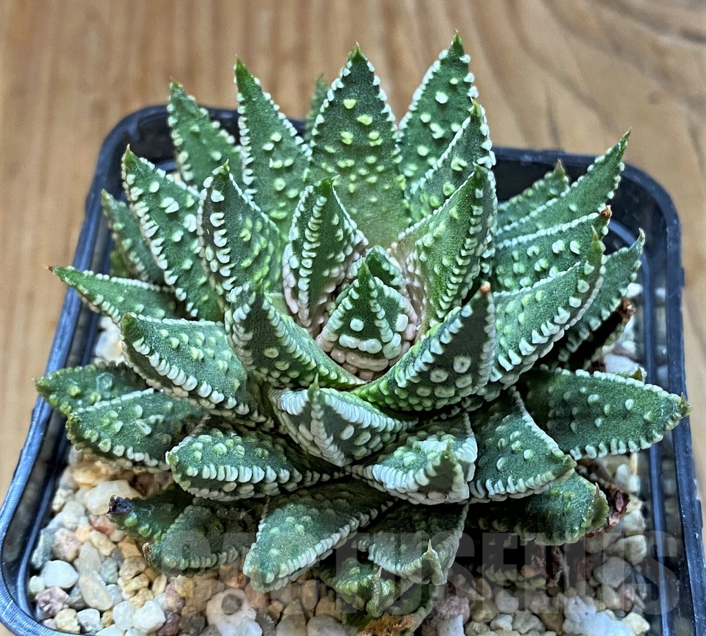 SH8282 Haworthia pumila 'Donut', compact form - immagine 2