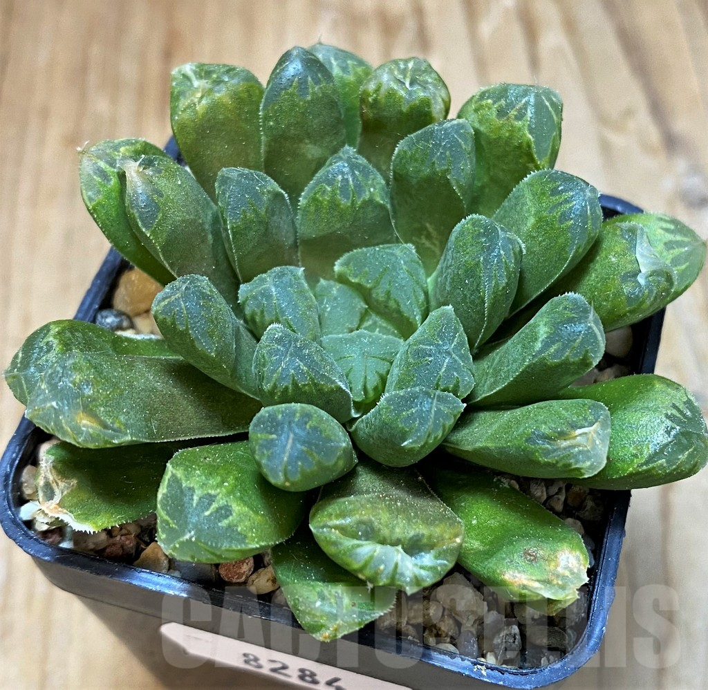 SH8284 Haworthia cooperi hybrid - Image 2