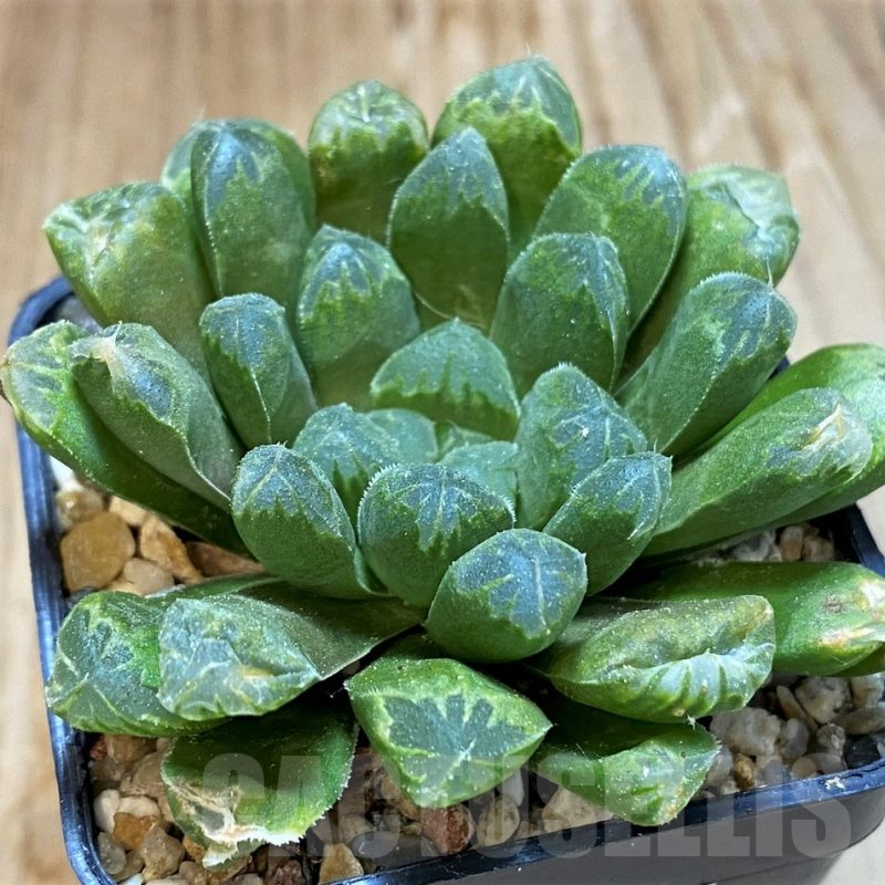 SH8284 Haworthia cooperi hybrid