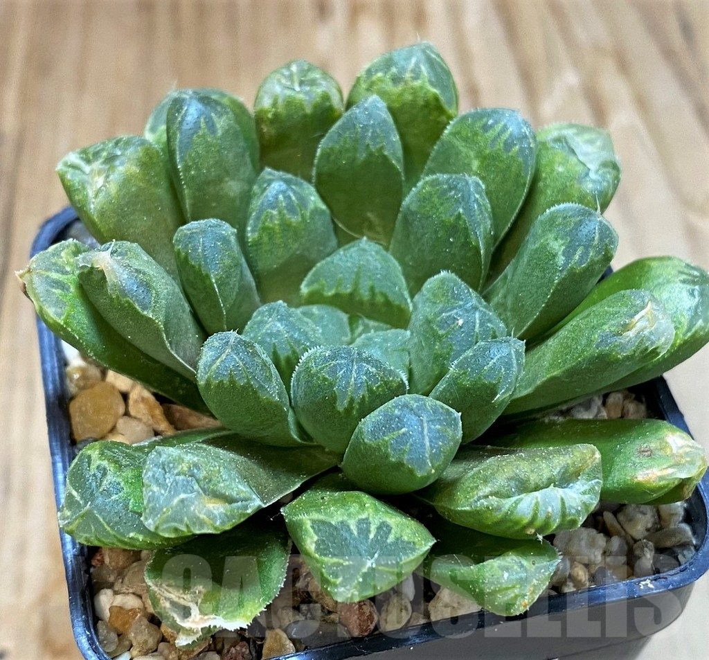 SH8284 Haworthia cooperi hybrid