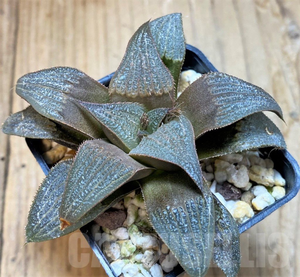 SH8286 Haworthia 'Bev's wonder' hybrid