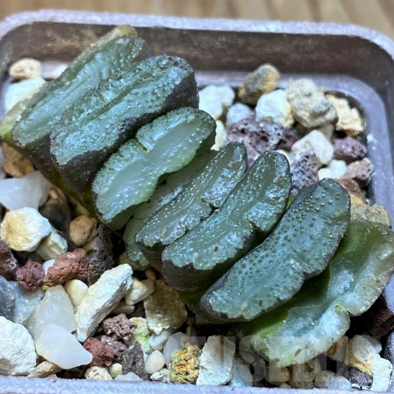 SH8287 Haworthia truncata