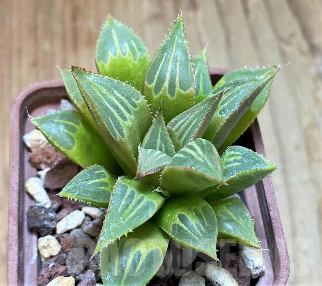 SH8288 Haworthia mirabilis -Mierkraal-