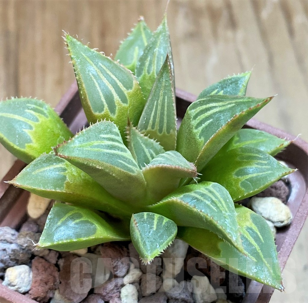 SH8288 Haworthia mirabilis -Mierkraal- - Imagen 2