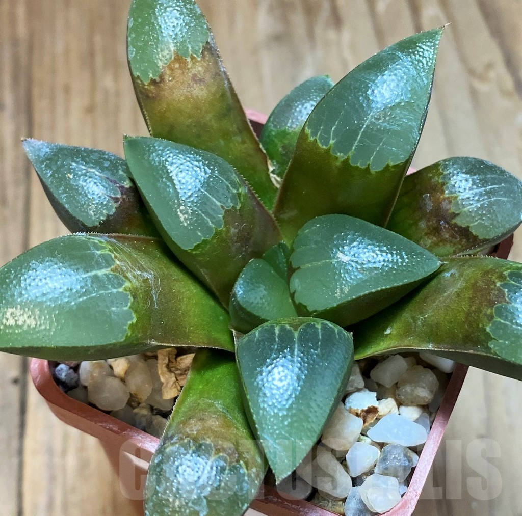SH8289 Haworthia bayeri x springbokvlakensis - Image 2