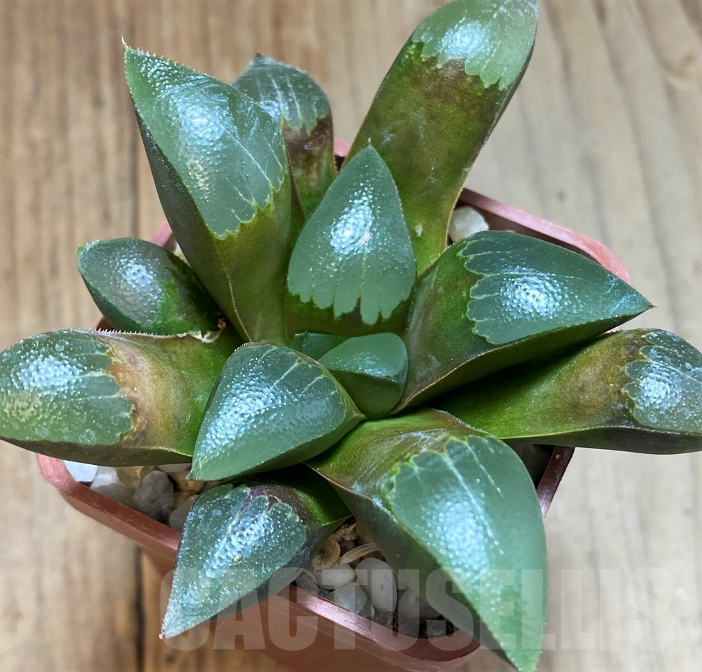 SH8289 Haworthia bayeri x springbokvlakensis
