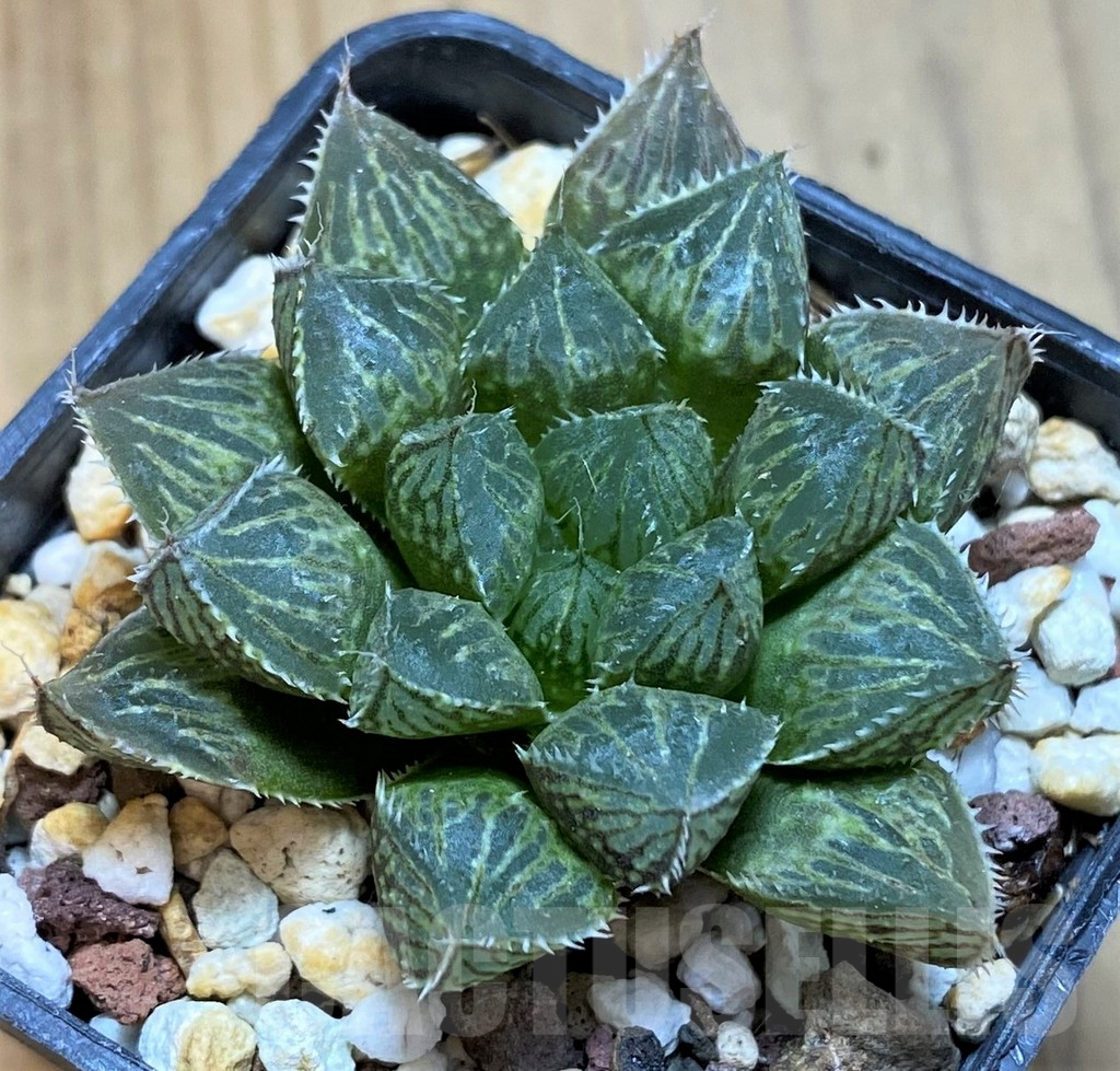 SH8290 Haworthia 'Mirror Ball' - Зображення 2