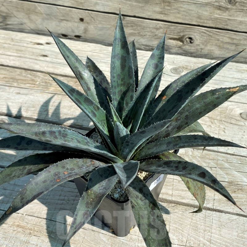 SH8248 Mangave 'Pineapple Express'