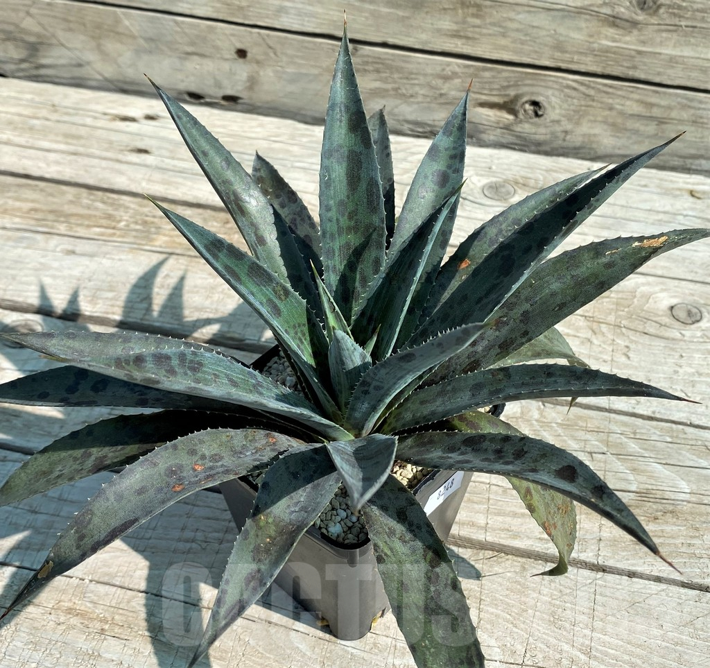 SH8248 Mangave 'Pineapple Express'