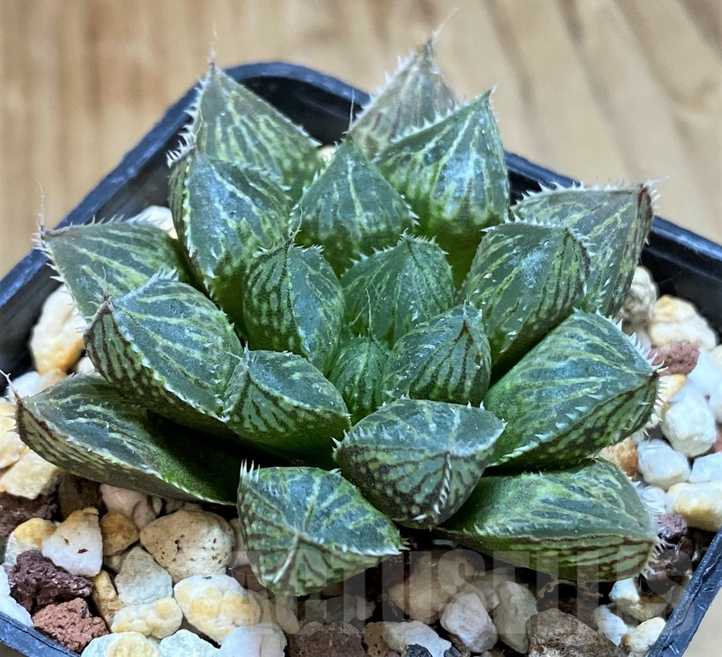 SH8290 Haworthia 'Mirror Ball'