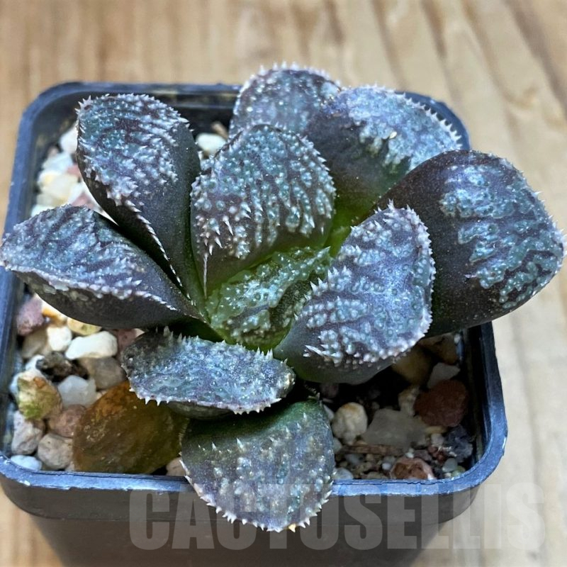 SH8291 Haworthia 'Mordor'