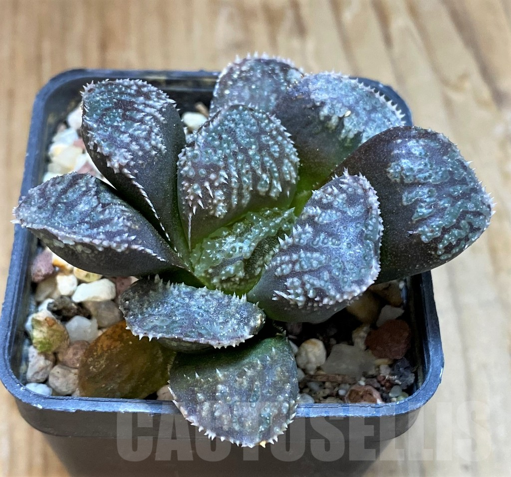 SH8291 Haworthia 'Mordor'