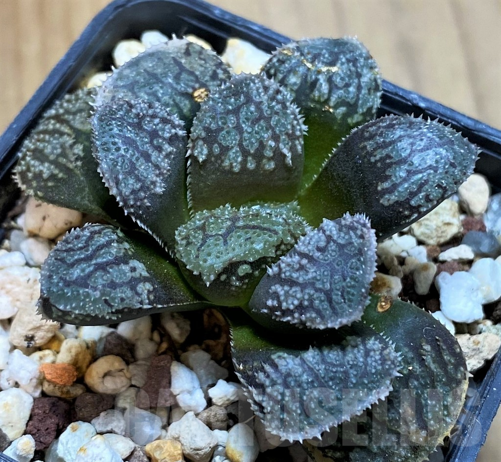SH8292 Haworthia 'Mordor'