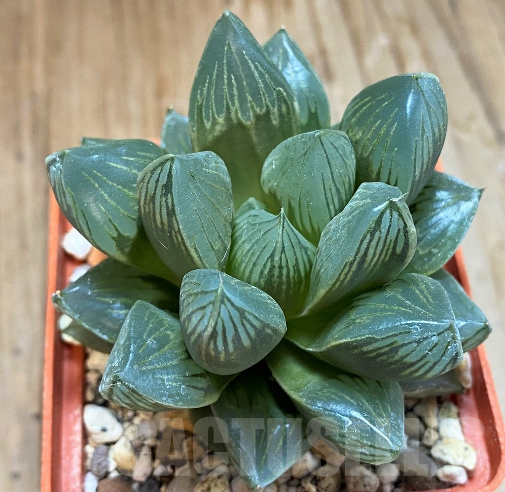 SH8294 Haworthia obtusa 'Black Star' - immagine 2