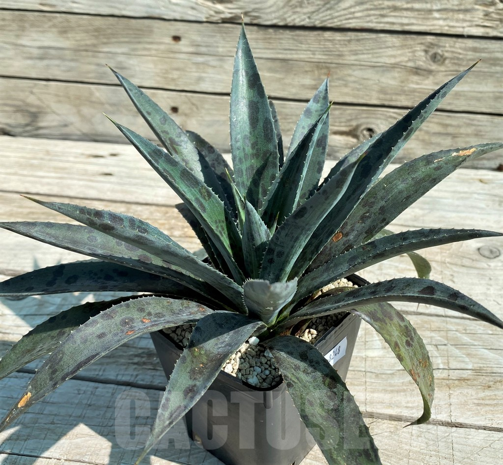 SH8248 Mangave 'Pineapple Express' - Image 4