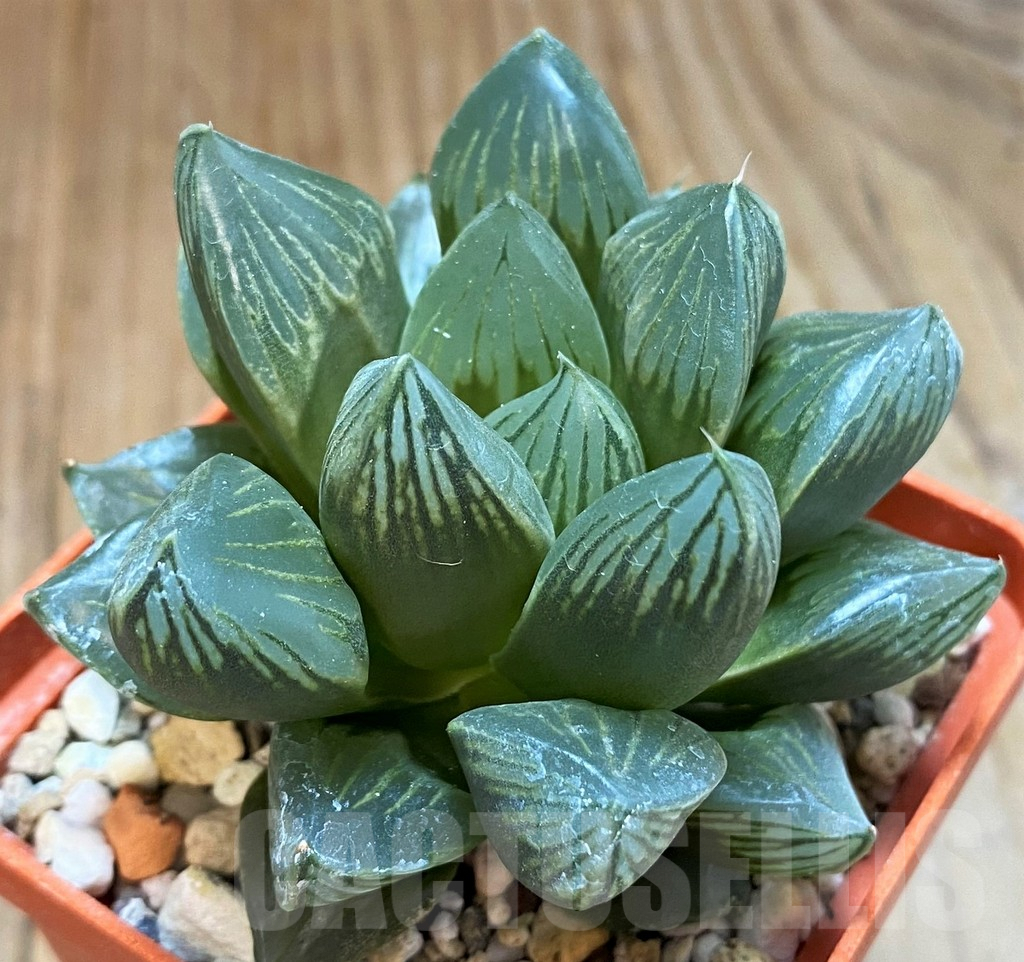 SH8294 Haworthia obtusa 'Black Star'