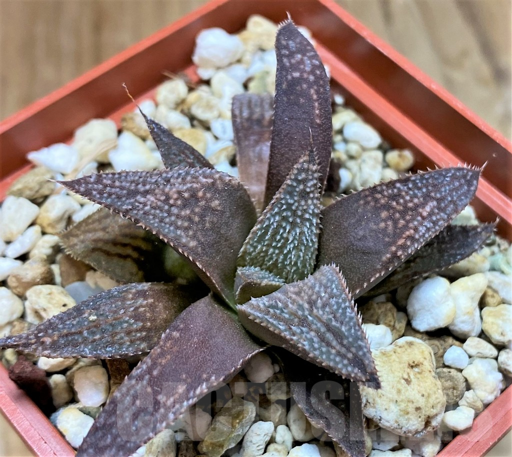 SH8295 Haworthia 'Anna Rosa' hybrid x splendens - Image 2