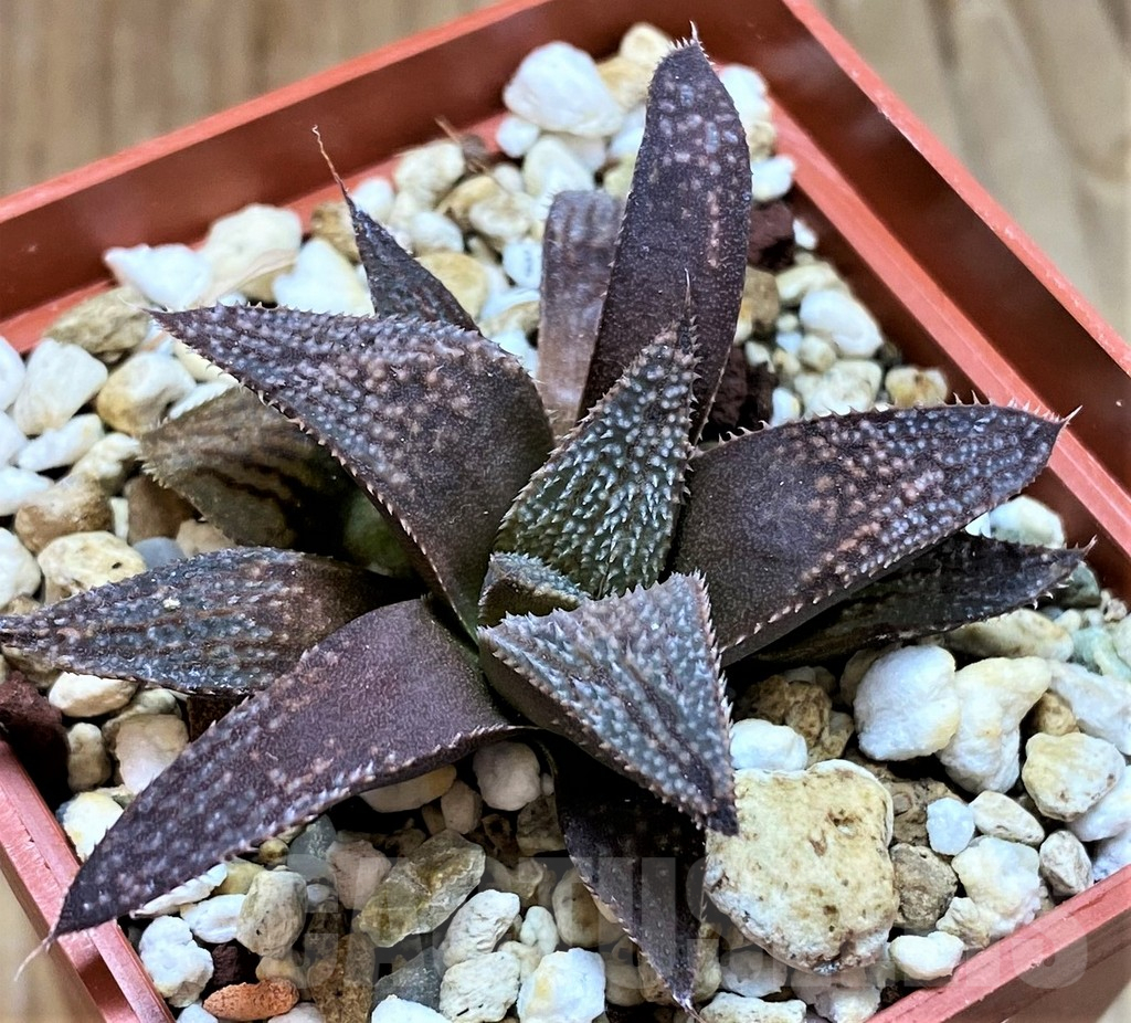 SH8295 Haworthia 'Anna Rosa' hybrid x splendens