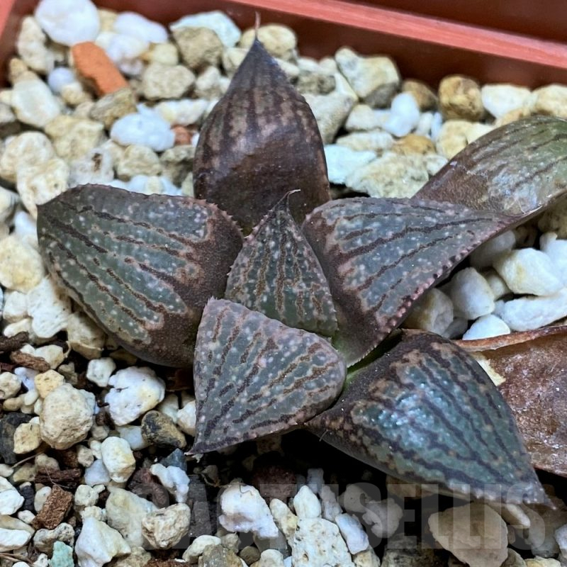 SH8296 Haworthia picta hybrid