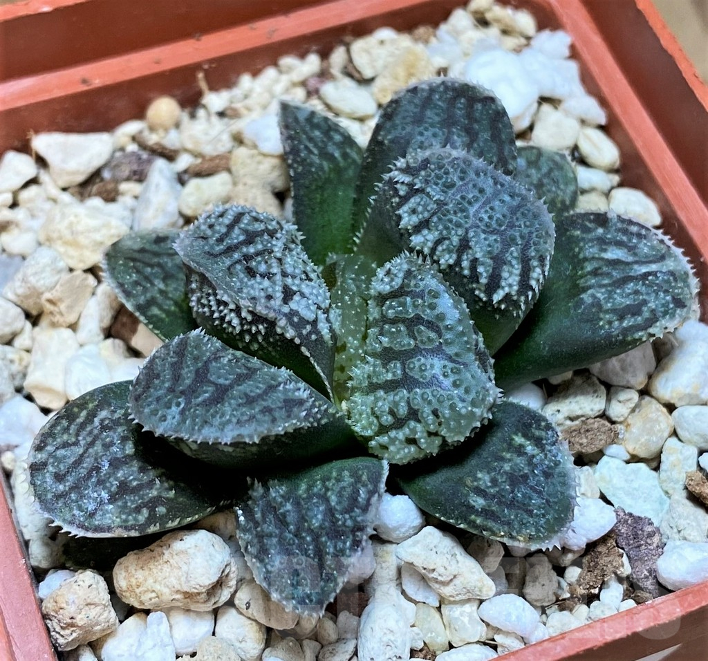 SH8297 Haworthia ‘Mordor’