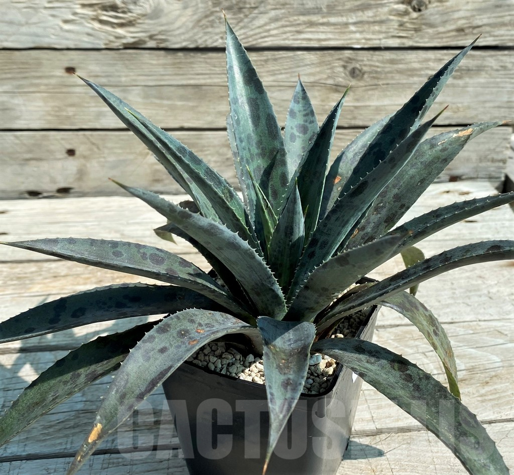 SH8248 Mangave 'Pineapple Express' - Image 2