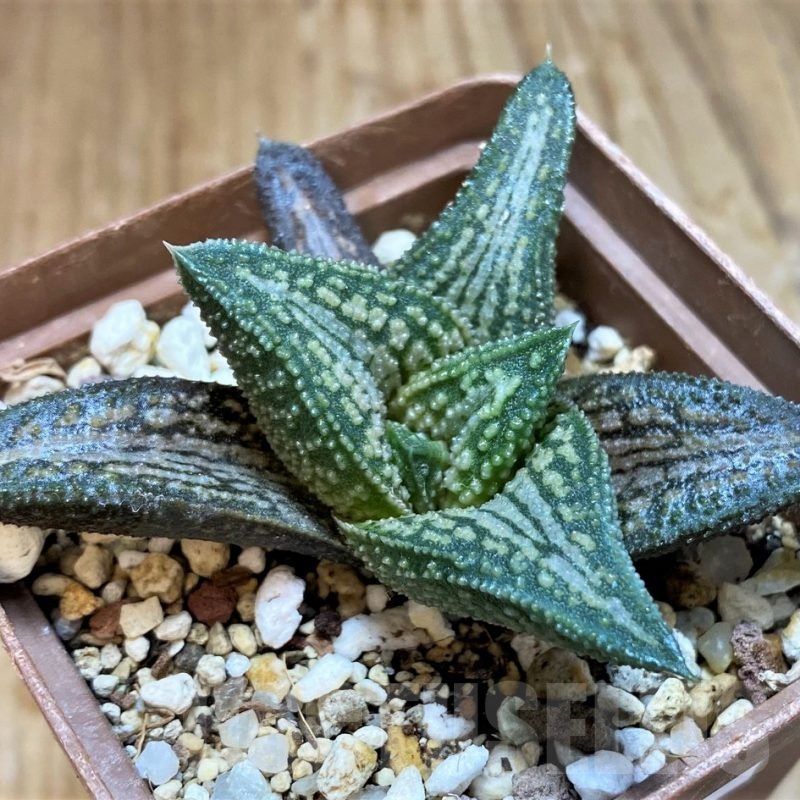 SH8298 Haworthia 'Kintaikyo'