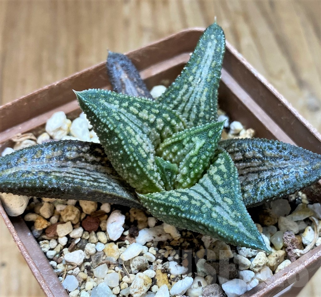 SH8298 Haworthia 'Kintaikyo'
