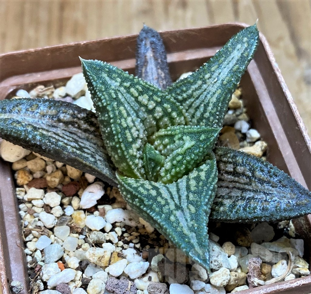 SH8298 Haworthia 'Kintaikyo' - Image 2