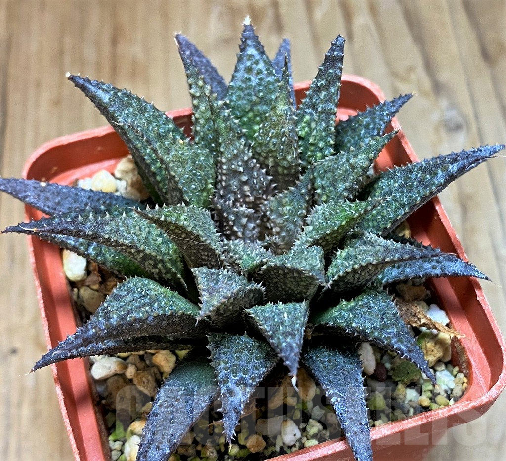 SH8299 Haworthia wimii x koelmaniorum - immagine 2