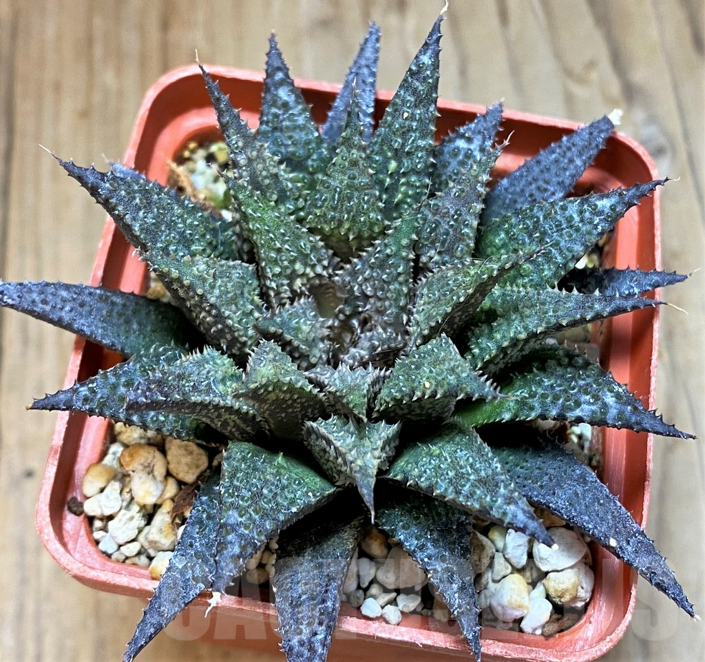 SH8299 Haworthia wimii x koelmaniorum