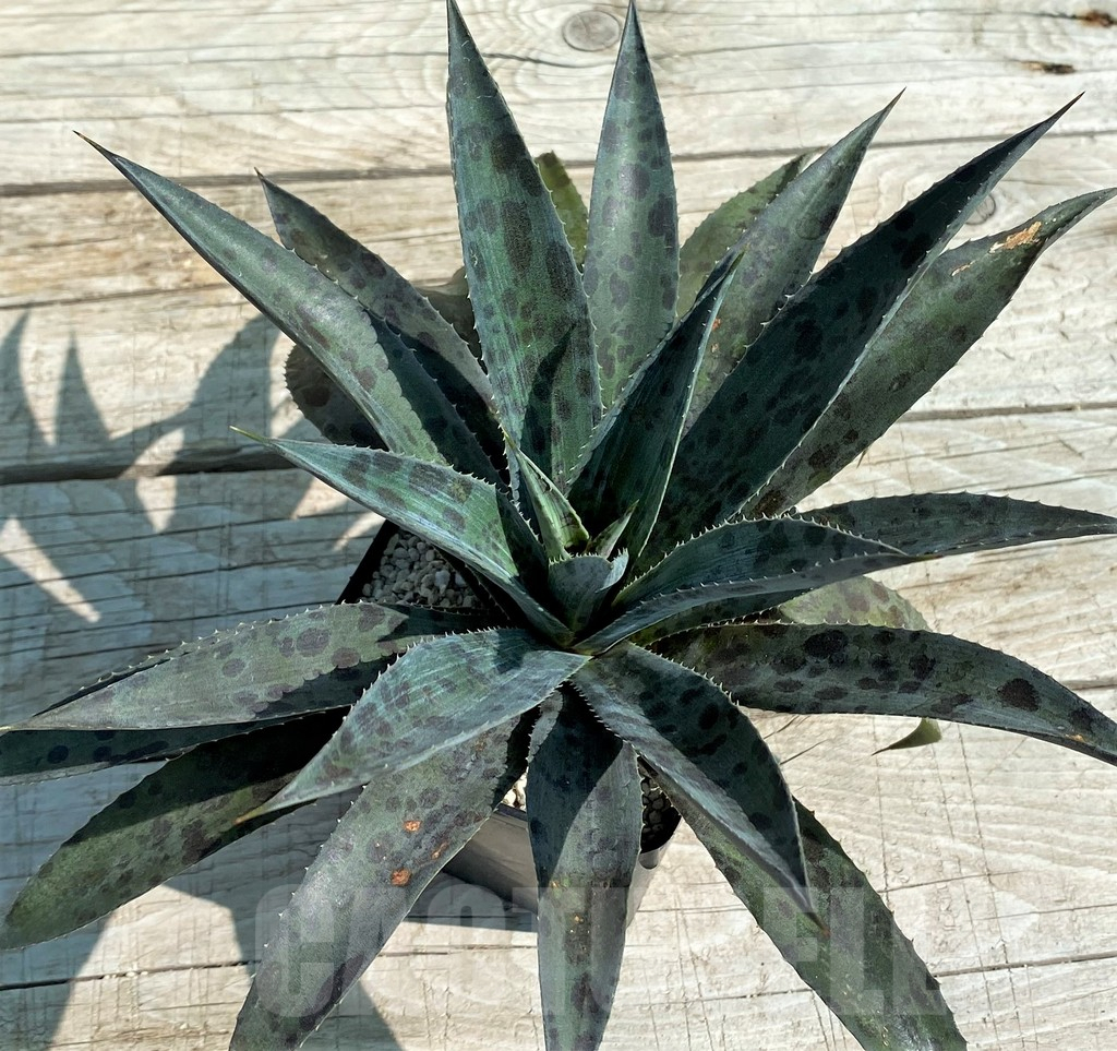 SH8248 Mangave 'Pineapple Express' - Image 3