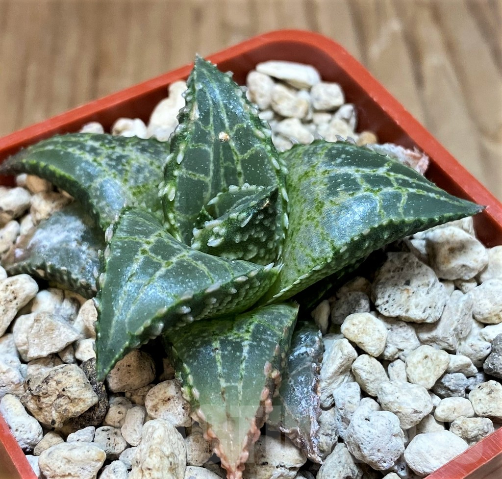 SH8301 Haworthia tessellata 'Fang' - immagine 3
