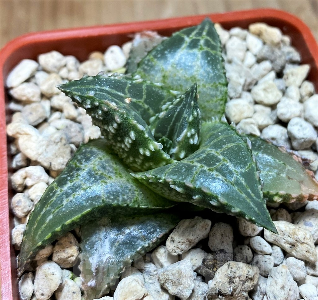 SH8301 Haworthia tessellata 'Fang'