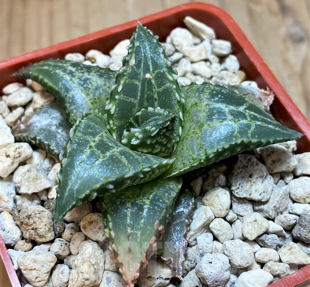 SH8301 Haworthia tessellata 'Fang' - immagine 2