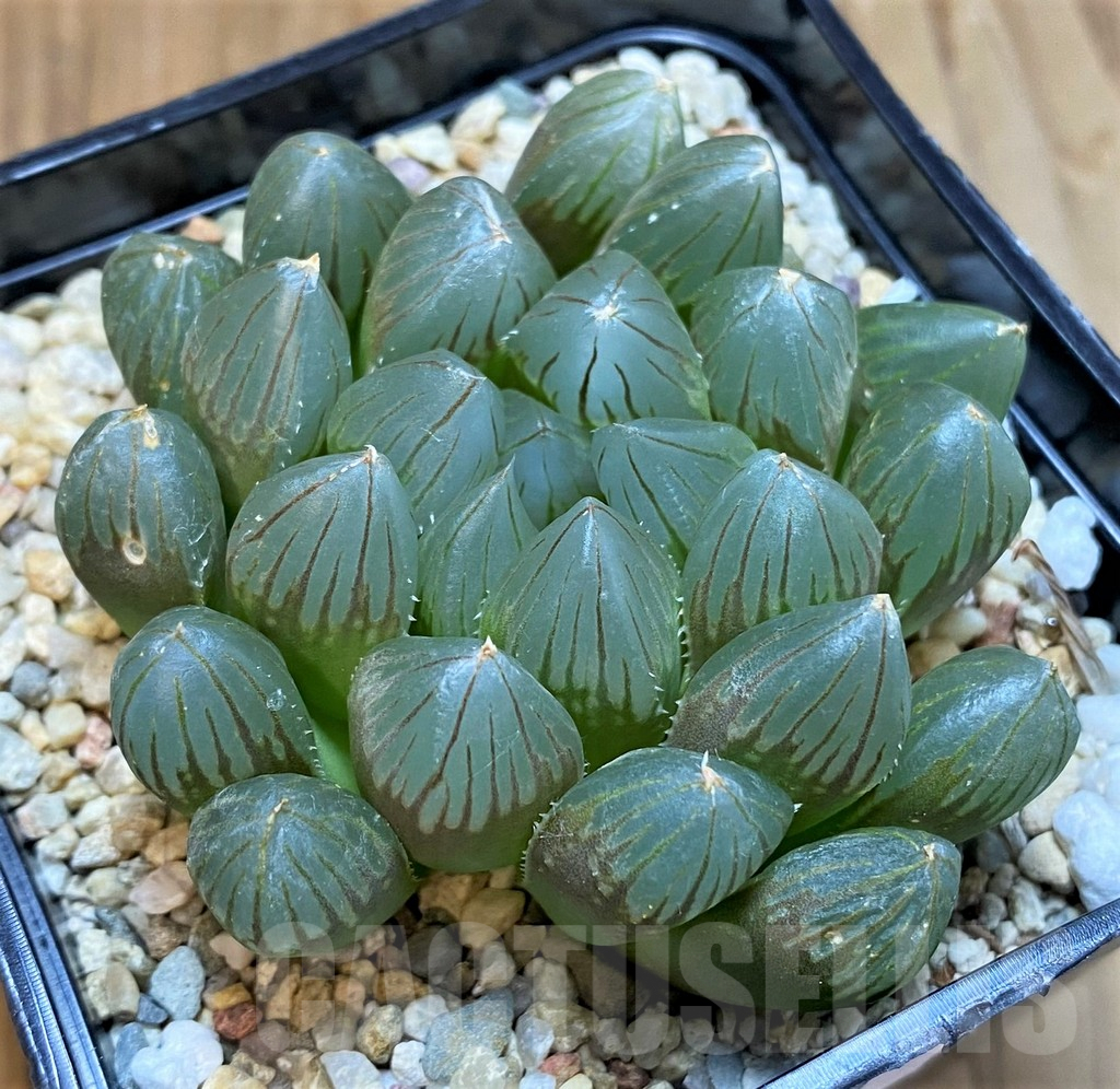 SH8302 Haworthia 'Black Skin' - Image 2