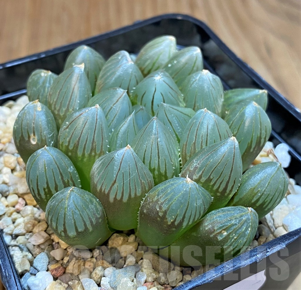 SH8302 Haworthia 'Black Skin'