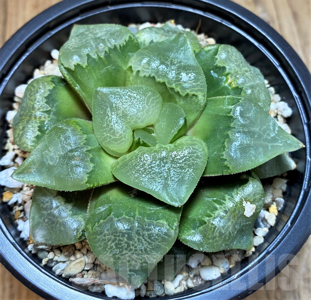 SH8303 Haworthia 'Xiangyun Ke' - 画像 (2)