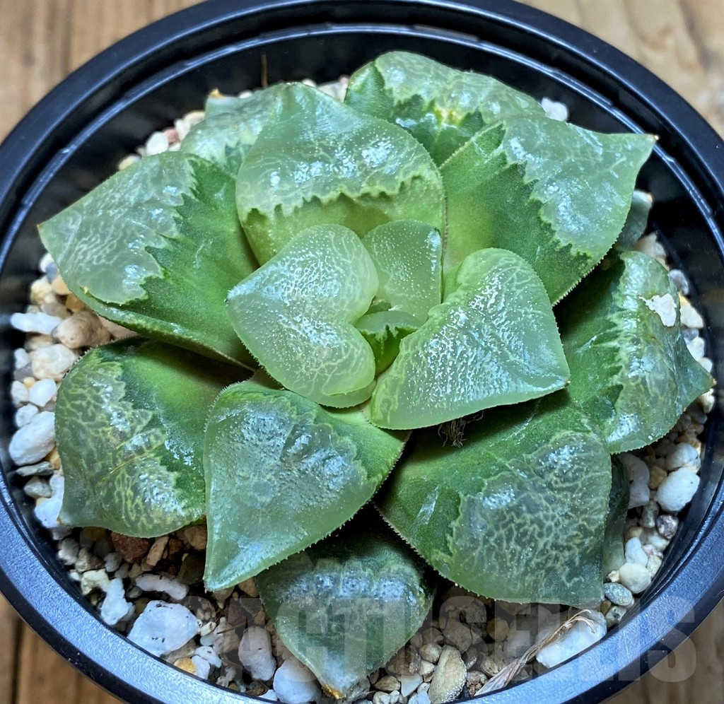 SH8303 Haworthia 'Xiangyun Ke'