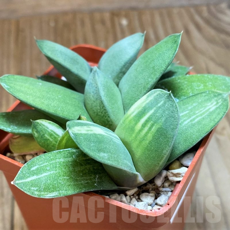 SH8307 Gasteria glomerata f. variegata