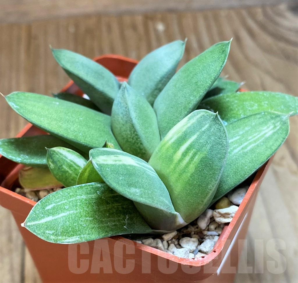 SH8307 Gasteria glomerata f. variegata