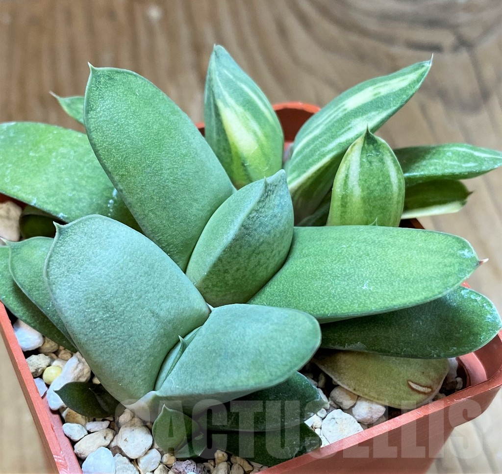 SH8307 Gasteria glomerata f. variegata - Image 2