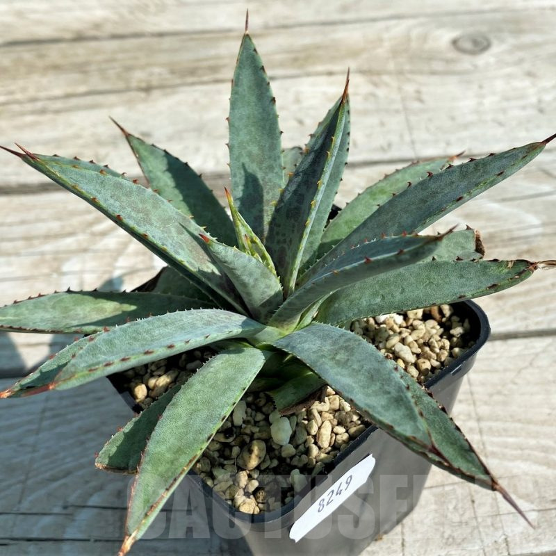 SH8249 Mangave ‘Bloodspot’