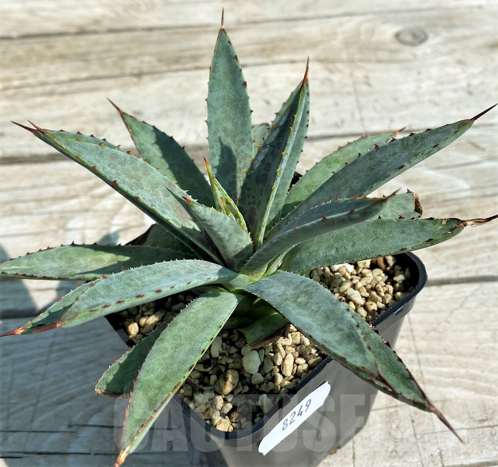 SH8249 Mangave ‘Bloodspot’