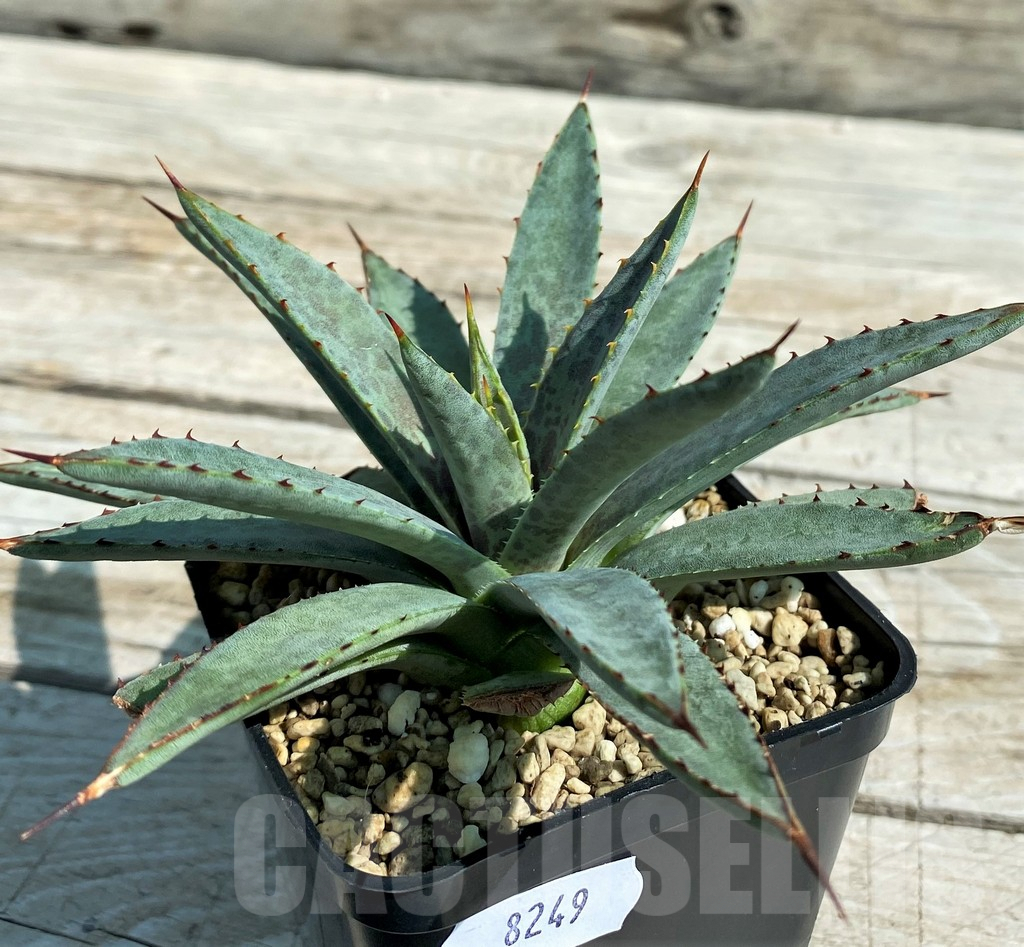 SH8249 Mangave ‘Bloodspot’ - immagine 3