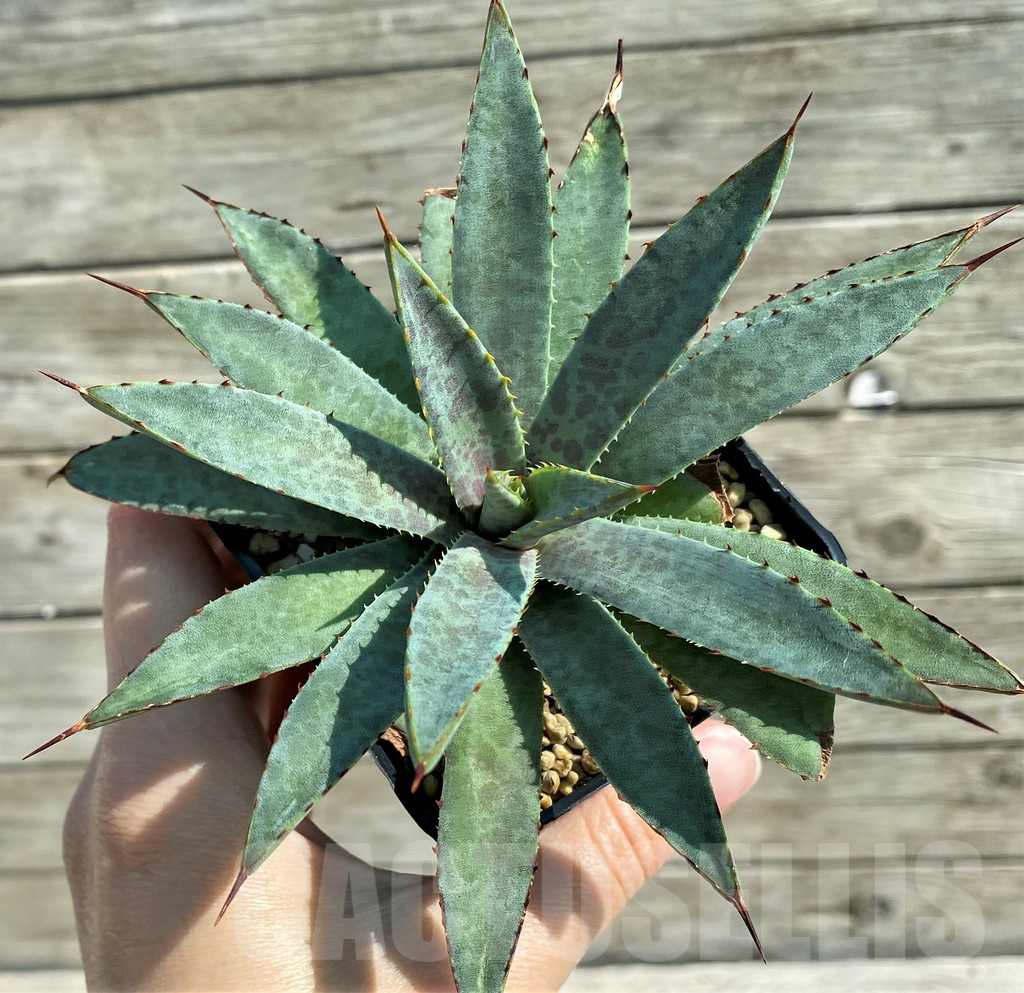 SH8249 Mangave ‘Bloodspot’ - immagine 2