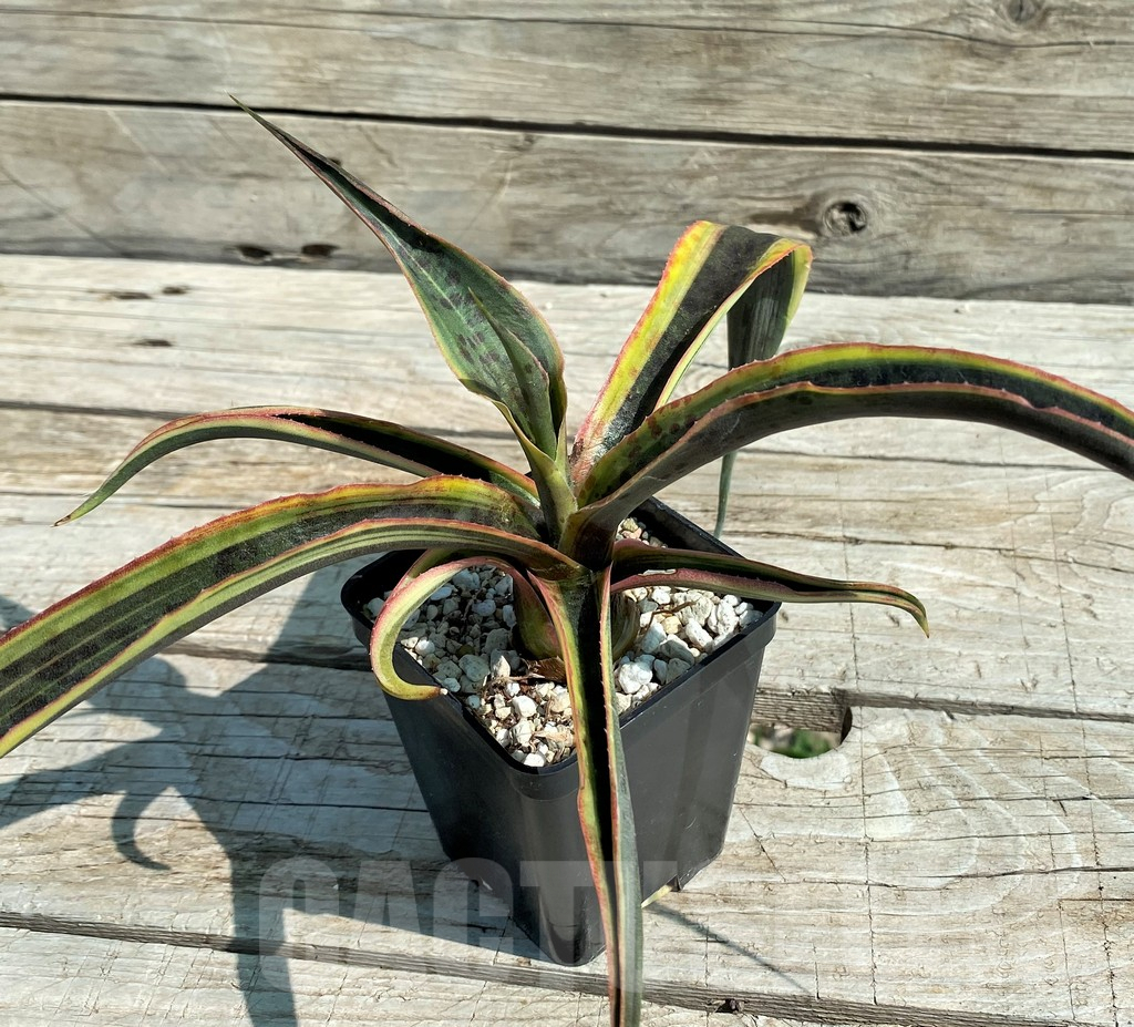 SH8250 Mangave 'Kaleidoscope' - Image 3