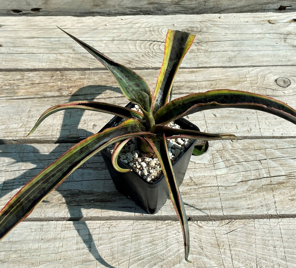 SH8250 Mangave 'Kaleidoscope' - Image 2