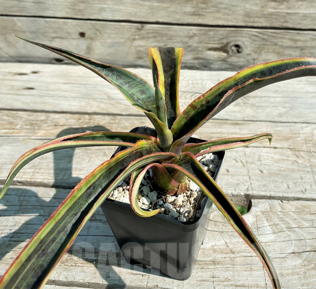 SH8250 Mangave 'Kaleidoscope'