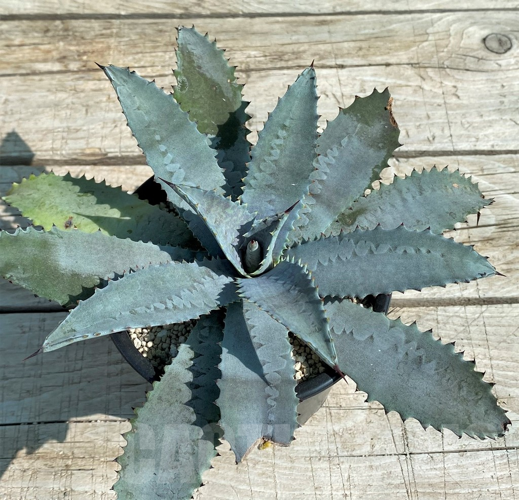 SH8251 Mangave 'Silver Fox' - 画像 (2)